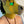 Load image into Gallery viewer, 4-1 Half Persian Collar